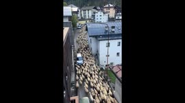 Flock of sheep strolls through narrow street in Alleghe, Italy