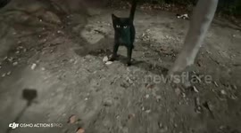 Don't Mess With This Cat!