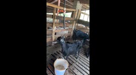 The Goat Prefers Drip Water