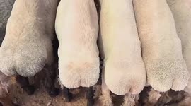 Satisfying Sheep Patting Compilation