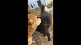 How Dogs Remove Cockleburs Naturally