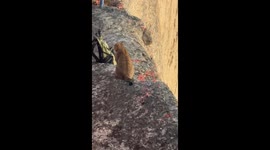 The Cliff-Climbing Cat