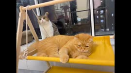 Cats Take Turns Swinging