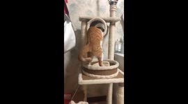 Cat Fights for Solo Space