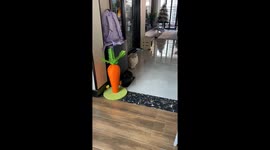 This Cat Only Understands English!