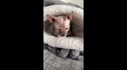 temp