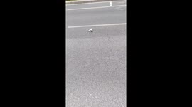 A Woman Picks up a Kitten on the Road