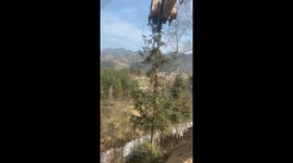 The Excavator Digs Down the Tree