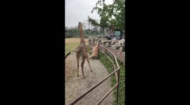 Giraffe rescued after getting head stuck in railing at zoo in Jiangsu, China