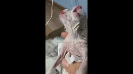 Rare two-faced kitten born in Liaoning, China