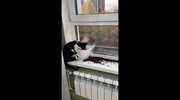 temp
