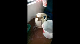 Kettle Gives It's All