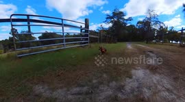 Yeet the Moto Dog hitting full throttle!