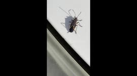 weird insect on my car