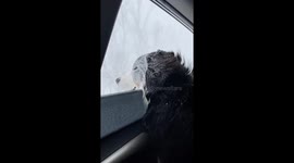 Frankie Was Built For Snow