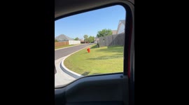 This Dog Really Did Not Want to Be Left at Home