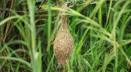 A unique bird's nest (Burung Tempua) produced with selected types of leaves and built in areas that are difficult to reach