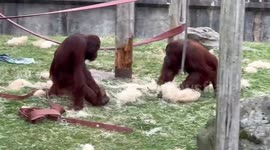 Monkey's Fighting Within an Enclosure- Playful or With Evil Intent?