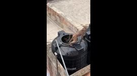 Monkey playing on rooftop storage tanks and saving their fellow monkey from drowning