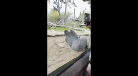 Gorilla attack attempt: San Diego zoo