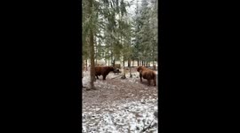 True show of power as highland cattle go head to head at Estonian park