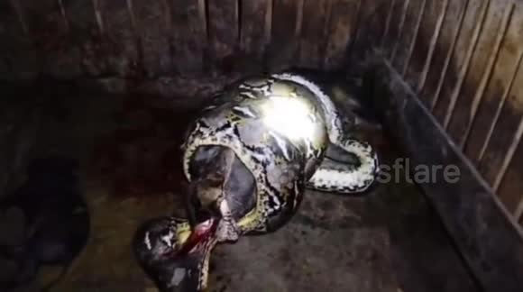 Snake Python Pig A large python preyed on a large pig and its piglets in a cage in ...