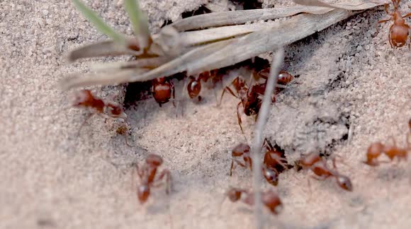 Red Harvester Ants: Watch a bustling nest come to life in sand!