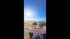 This time he didn't eat it.. #dog #animal lover