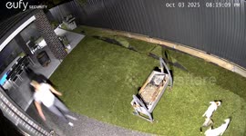 Pet owner rushes to rescue baby possum from jaws of her Jack Russell