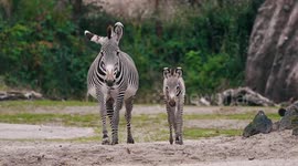 Switzerland: New Stripes On Lewa Savanna As Zurich Zoo Welcomes Grevy’s Zebra Foals