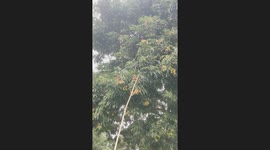 Harvesting Litchis from my Garden