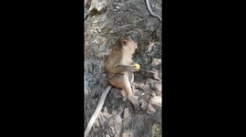 Monkey in Thailand is offered banana by tourist. It takes the banana and instantly throws it on the floor.