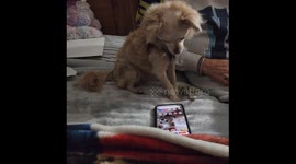 Dog's passionate performance with every incoming call will melt your heart