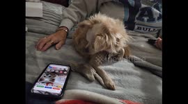 Family Dog Bring Music to the World by Singing an Opera along with Cell Phone Ringtone