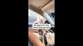 US Yorkie demands puppuccino at drive-through: viral coffee run hits 594K TikTok views