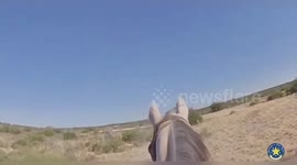 US: DPS Mounted Patrol And K-9 Capture Criminal Illegal Immigrant In Kinney County