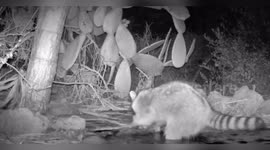 US: Raccoons Caught Searching And Exploring On Camera At Torrey Pines