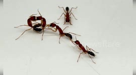 US: Ants Harness Genetic ‘Bulldozer’ To Control Hundreds Of Smell Genes And Prevent Colony Chaos