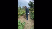 temp