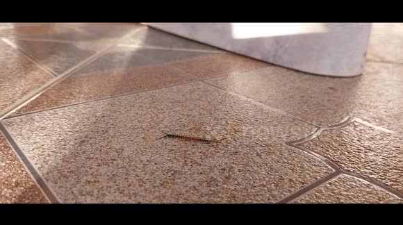 Baby centipede hiding under a table. French island of Martinique, Caribbean, Antilles, France,26 October 2025