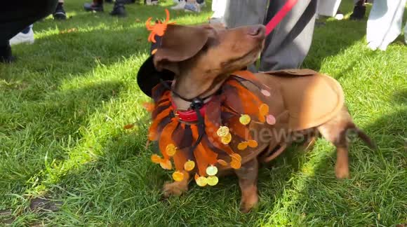 Sausage dogs in Halloween costumes take over Hyde Park in London