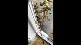 Determined dog attempts to bring huge tree branch into owner's home