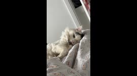 Cat's adorable reaction to experiencing a static shock delights owner