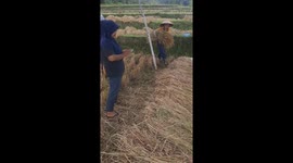 Paddy Harvest