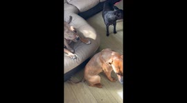 Satanic shitual. My dogs left me a ring of poo, resembling some kind of witchcraft or ritual, in my front room.