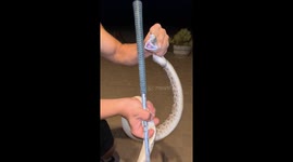 Diamondback rattlesnake caught in homeowner's garden before demonstrating its deadly bite