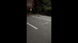 TikToker stumbles upon 5 rabbits and a rat circling each other in bizarre 'ritual'