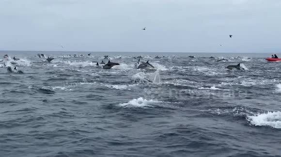 Incredible moment stampede of more than 500 dolphins surround boats