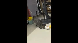 Curious cat gets paper cup stuck on face in Guangxi, China