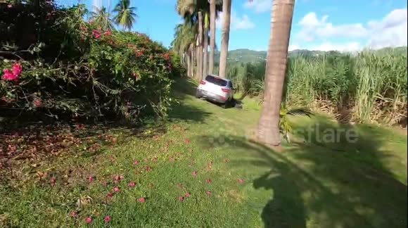 Car hit a palm tree. French island of Martinique, Le François, Caribbean, Antilles,France, 25 October 2025
